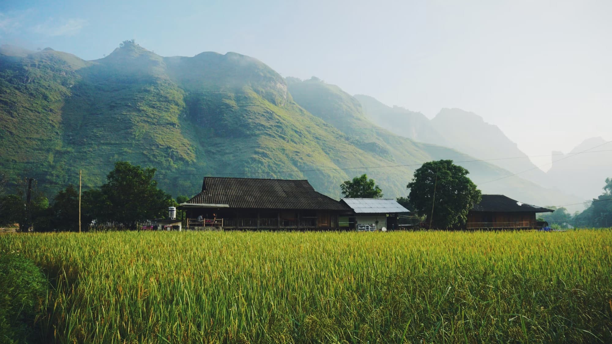 Rizières mûres et maisons sur pilotis au pied des montagnes karstiques, dans le nord du Vietnam.